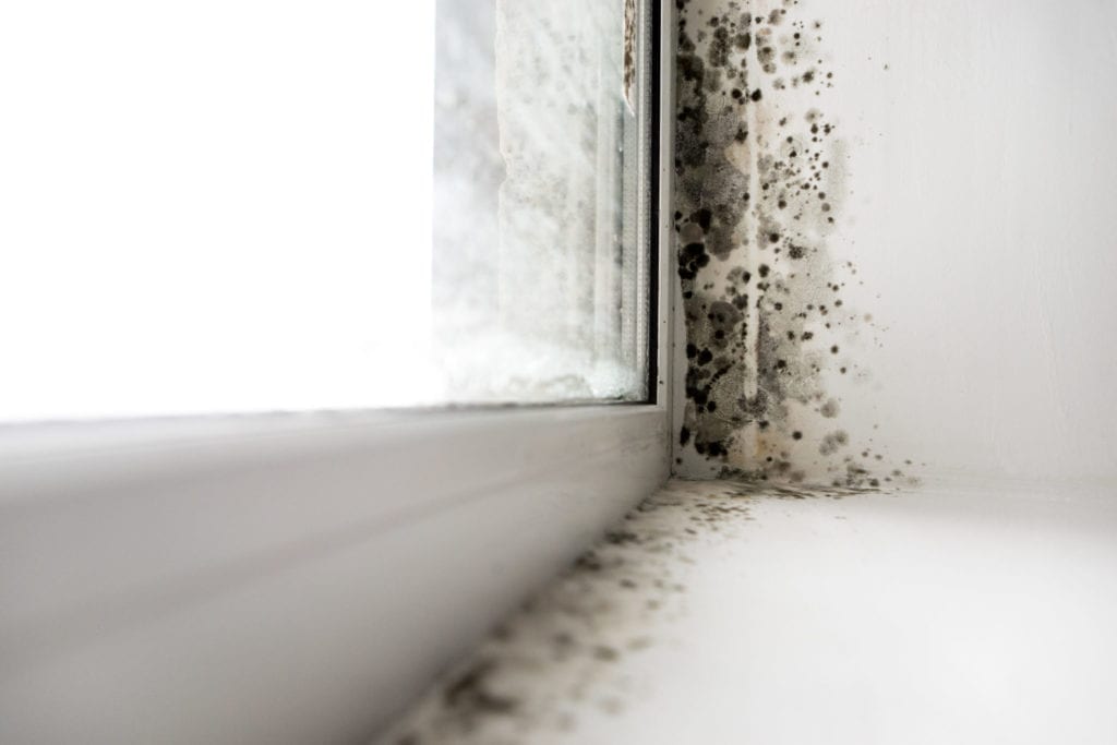 Mold on window