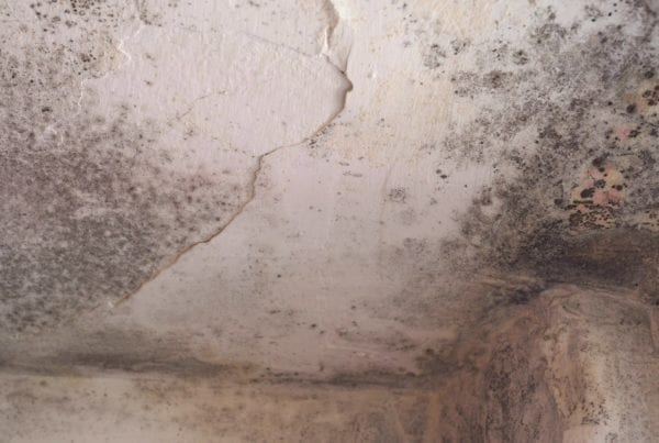 How to get rid of mold in the attic