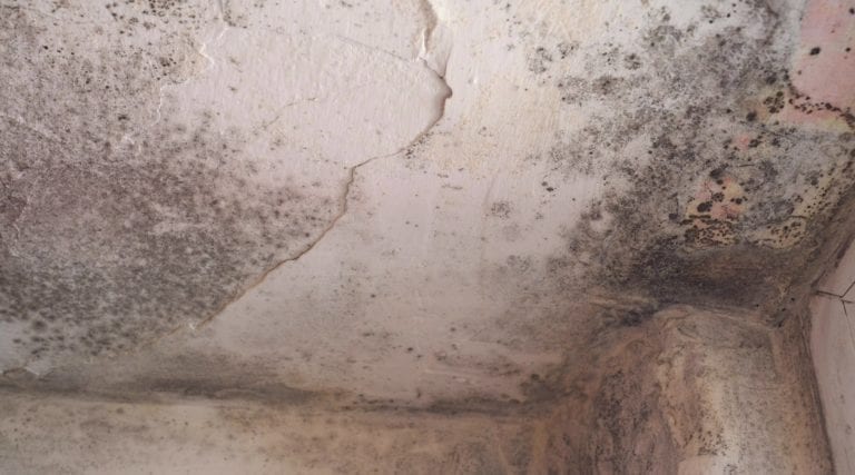 How to Get Rid of Mold in the Attic Atkinson Inspection