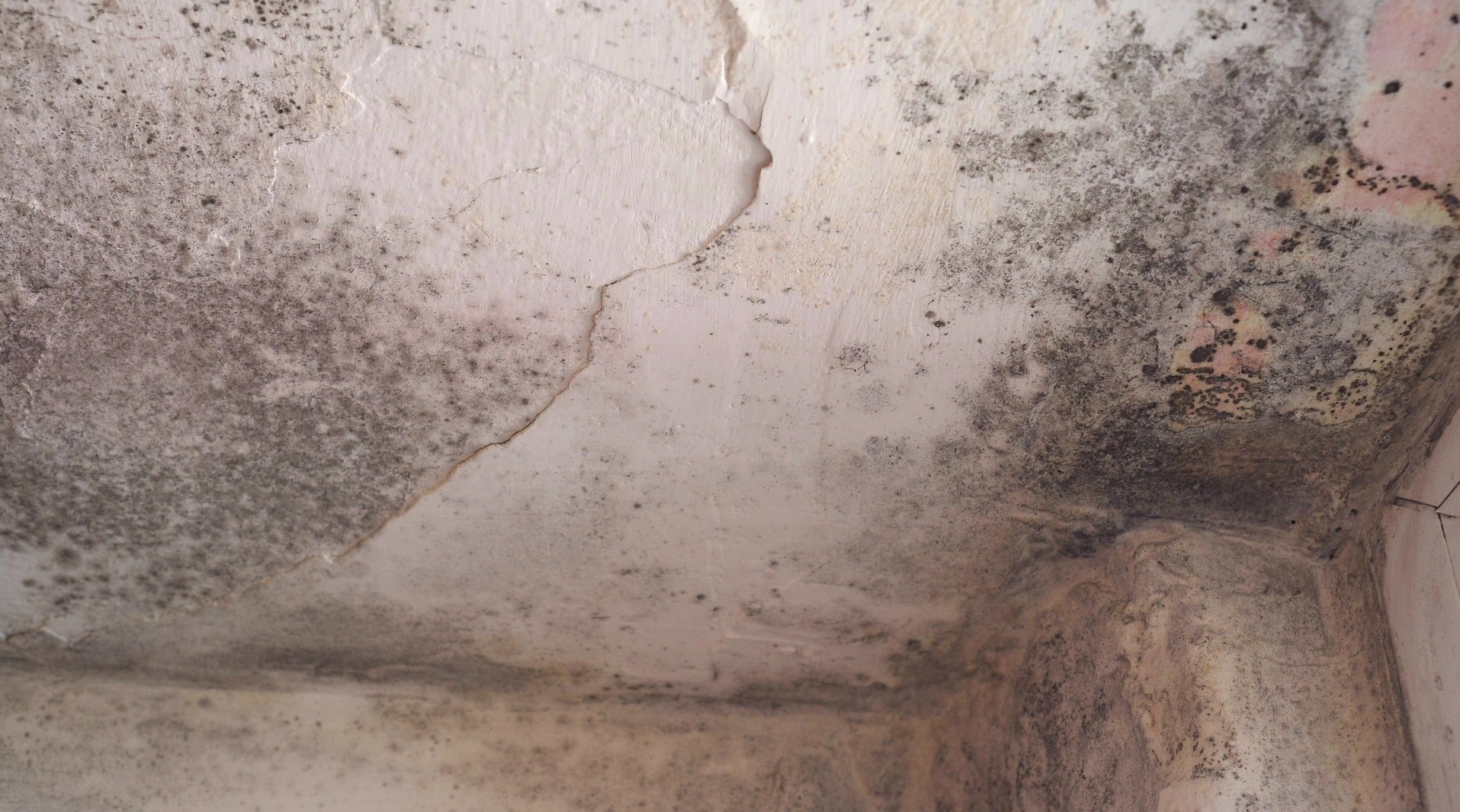 How to get rid of mold in the attic