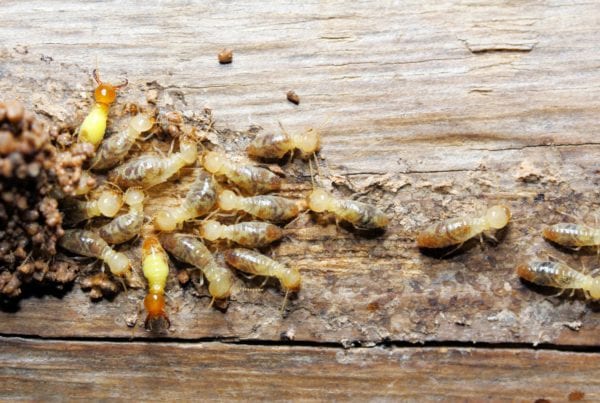 termites
