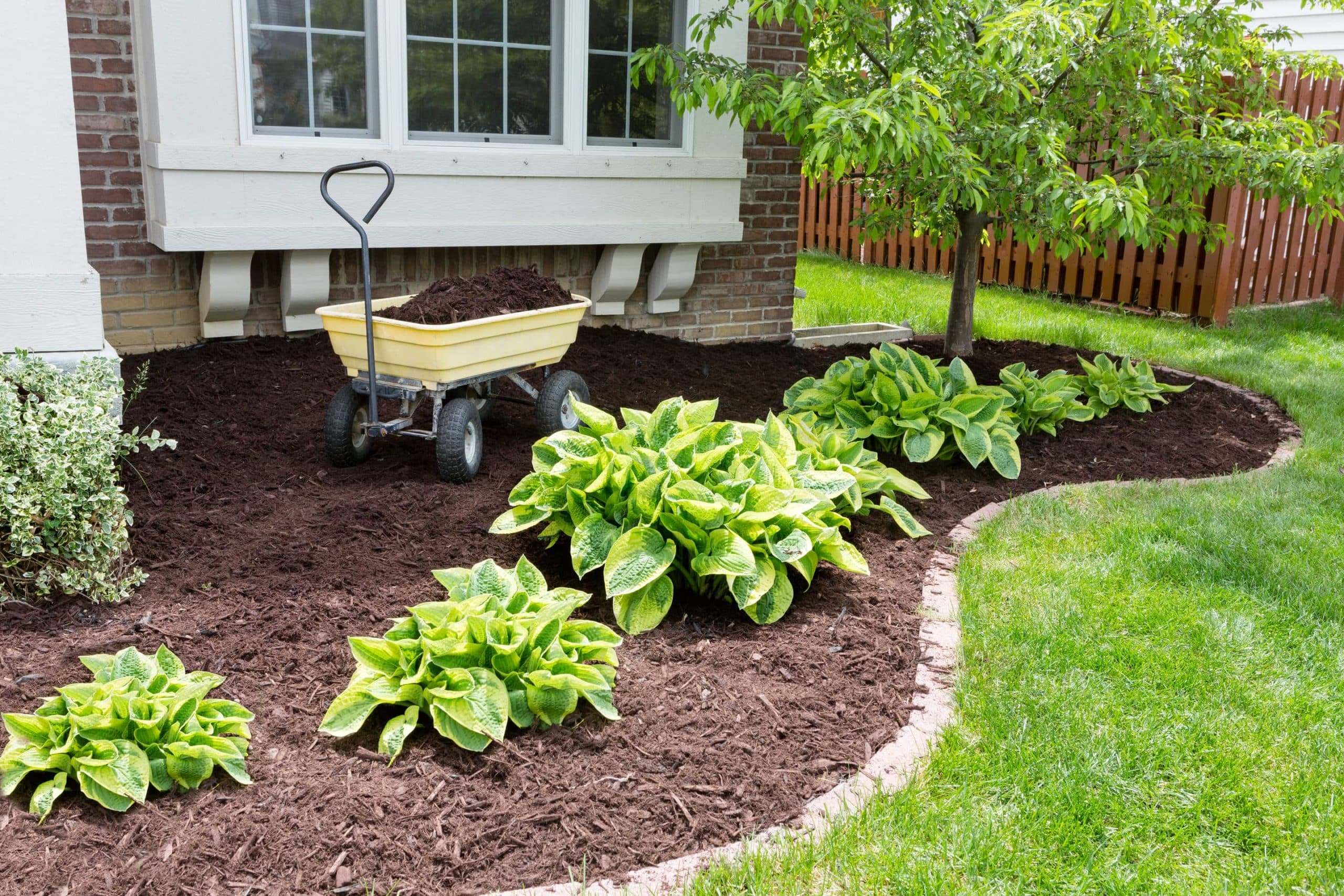 Does Red Cedar Mulch Attract Termites