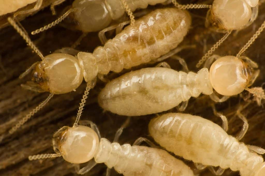 Termites on mulch