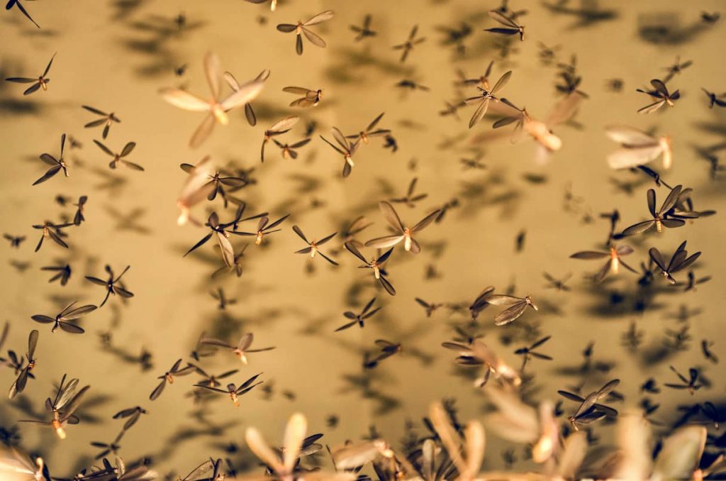 A swarm of termites.