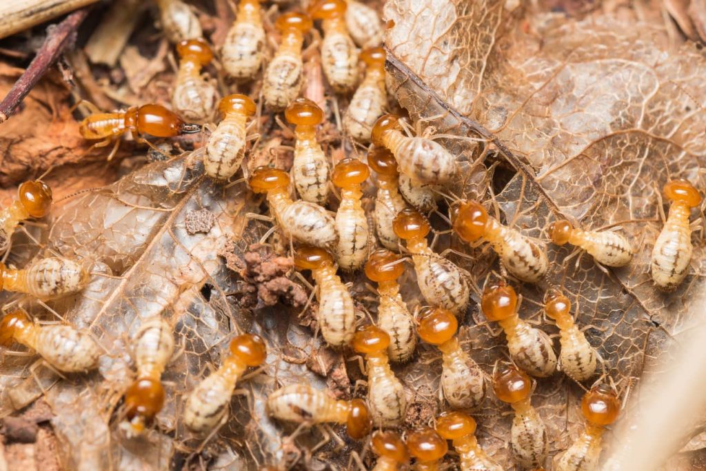 Termites like certain types of woodchips.