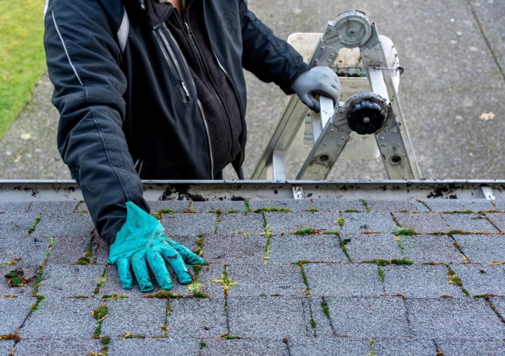 Moss on the shingles of a roof.