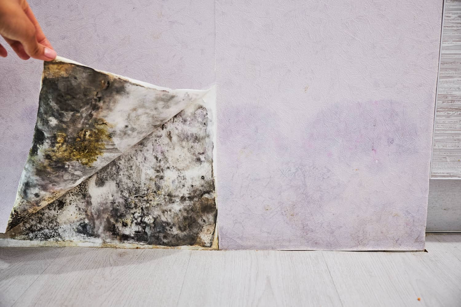 When To Walk Away From A House With Mold | Atkinson Inspection Services