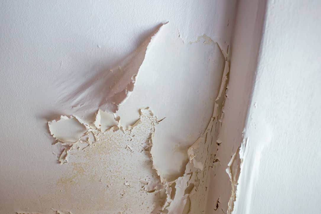 How to Identify & Get Rid of Black Mold From Water Damage